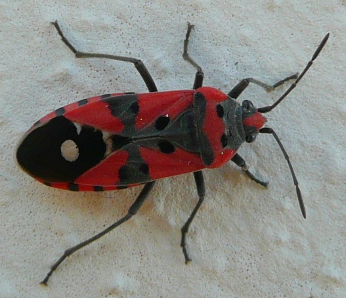 Lygaeidae: Lygaeus equestris del Veneto (TV)